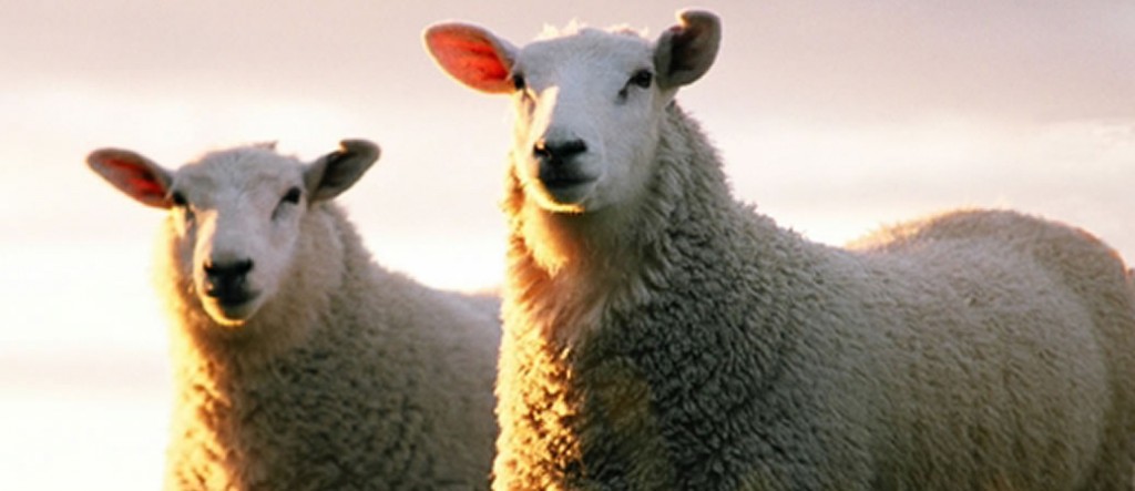 Sheep (Ovine) Placenta Powder